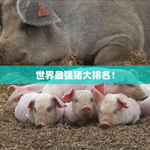 世界最強豬大排名!