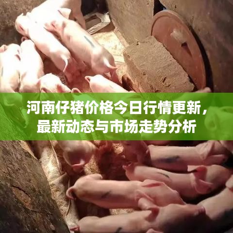河南仔豬價格今日行情更新,最新動態與市場走勢分析