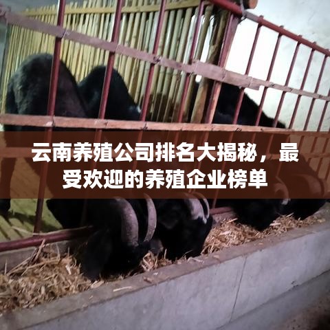 云南養殖公司排名大揭秘,最受歡迎的養殖企業榜單