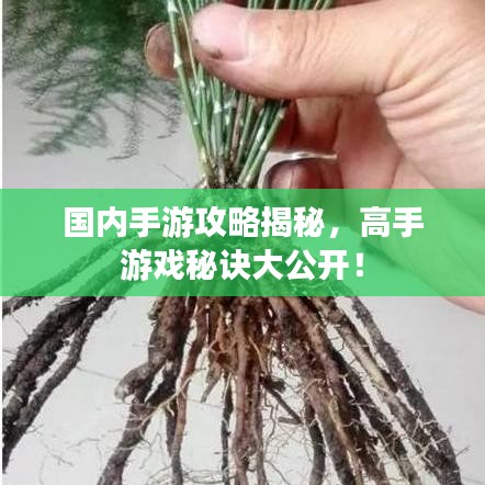 國內手游攻略揭秘,高手游戲秘訣大公開!