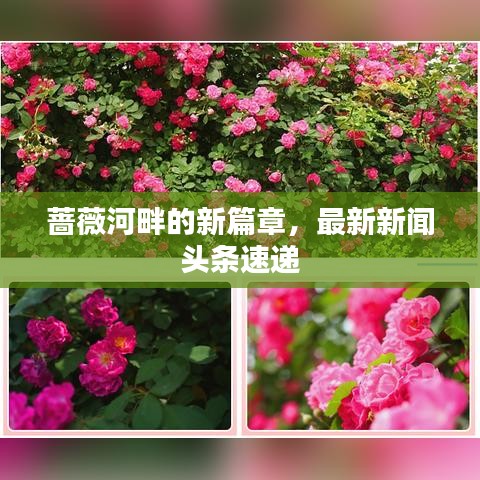 薔薇河畔的新篇章,最新新聞?lì)^條速遞
