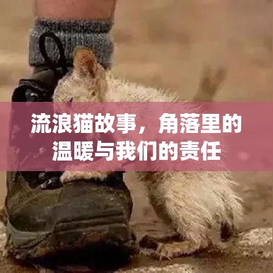 流浪貓故事,角落里的溫暖與我們的責(zé)任