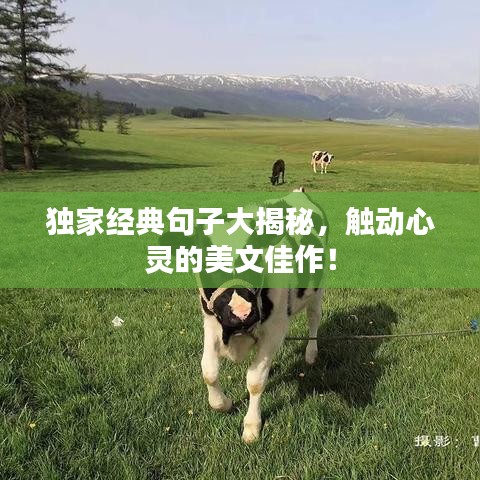 獨家經典句子大揭秘,觸動心靈的美文佳作!