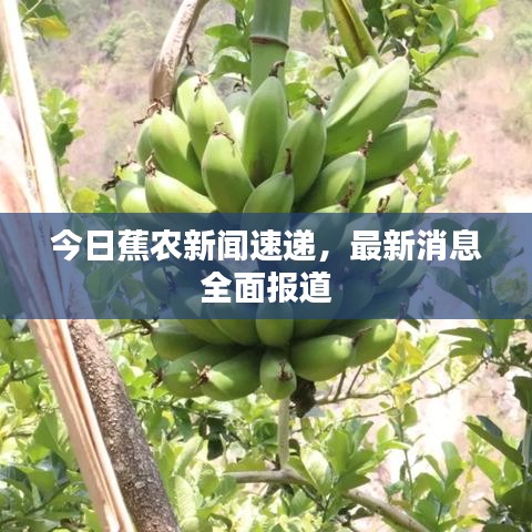 今日蕉農新聞速遞,最新消息全面報道
