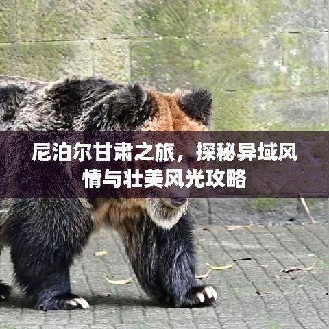 尼泊爾甘肅之旅,探秘異域風情與壯美風光攻略