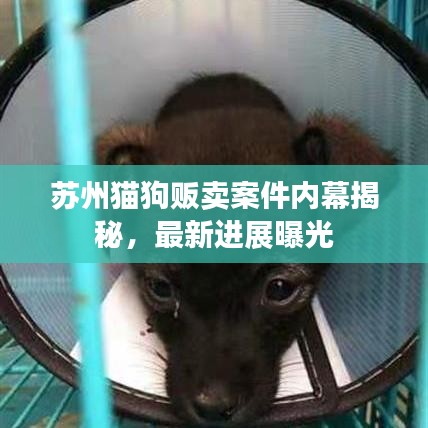 蘇州貓狗販賣案件內幕揭秘,最新進展曝光