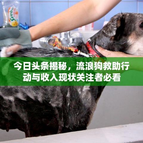 今日頭條揭秘,流浪狗救助行動與收入現狀關注者必看