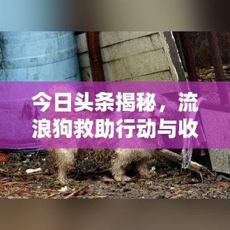 今日頭條揭秘,流浪狗救助行動與收入現狀關注者必看