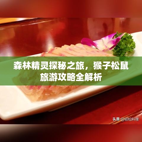 森林精靈探秘之旅,猴子松鼠旅游攻略全解析
