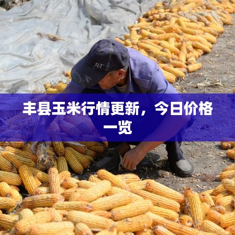 豐縣玉米行情更新,今日價格一覽