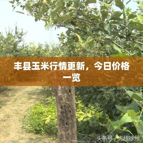 豐縣玉米行情更新,今日價(jià)格一覽