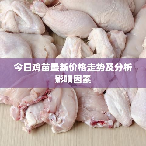 今日雞苗最新價格走勢及分析影響因素