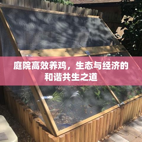 庭院高效養雞,生態與經濟的和諧共生之道