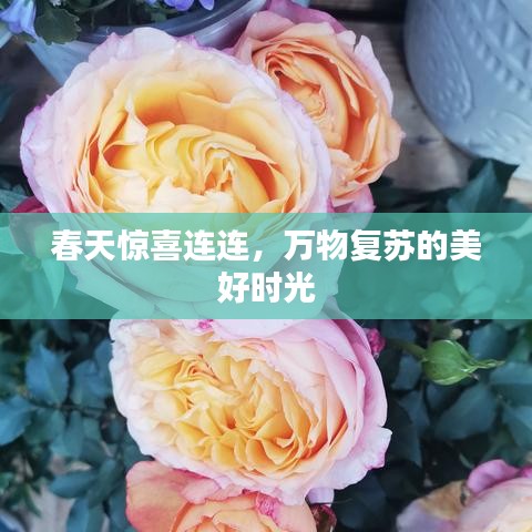 春天驚喜連連,萬物復蘇的美好時光