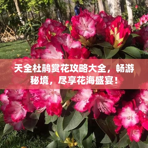 天全杜鵑賞花攻略大全，暢游秘境，盡享花海盛宴！