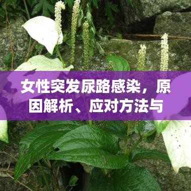 女性突發(fā)尿路感染,原因解析、應(yīng)對方法與預(yù)防策略全攻略