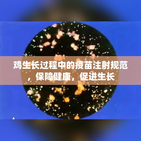 雞生長過程中的疫苗注射規(guī)范，保障健康，促進(jìn)生長