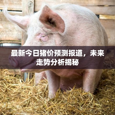 最新今日豬價預測報道,未來走勢分析揭秘