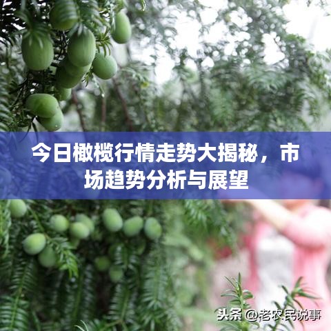 今日橄欖行情走勢大揭秘,市場趨勢分析與展望