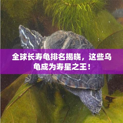 全球長(zhǎng)壽龜排名揭曉,這些烏龜成為壽星之王!