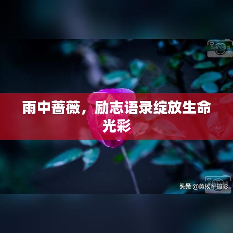 雨中薔薇,勵(lì)志語錄綻放生命光彩