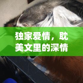 獨家愛情,耽美文里的深情探秘之旅