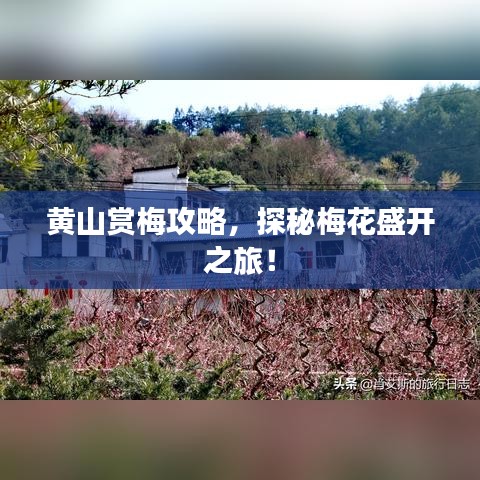 黃山賞梅攻略,探秘梅花盛開之旅!