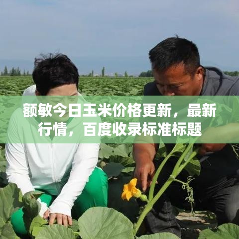 額敏今日玉米價格更新,最新行情,百度收錄標準標題