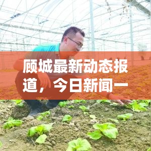 顧城最新動態(tài)報道,今日新聞一覽