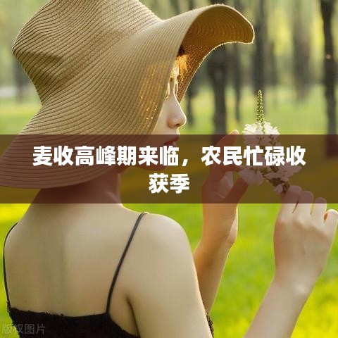 麥?zhǔn)崭叻迤趤?lái)臨,農(nóng)民忙碌收獲季