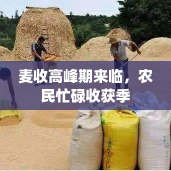 麥?zhǔn)崭叻迤趤?lái)臨,農(nóng)民忙碌收獲季