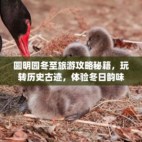 圓明園冬至旅游攻略秘籍,玩轉歷史古跡,體驗冬日韻味