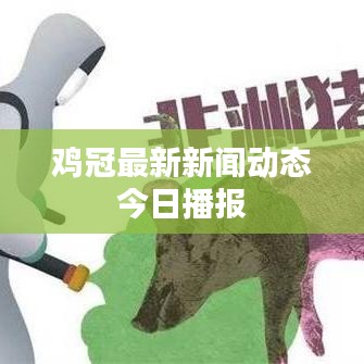 雞冠最新新聞動態(tài)今日播報
