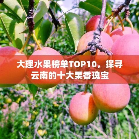 大理水果榜單TOP10,探尋云南的十大果香瑰寶