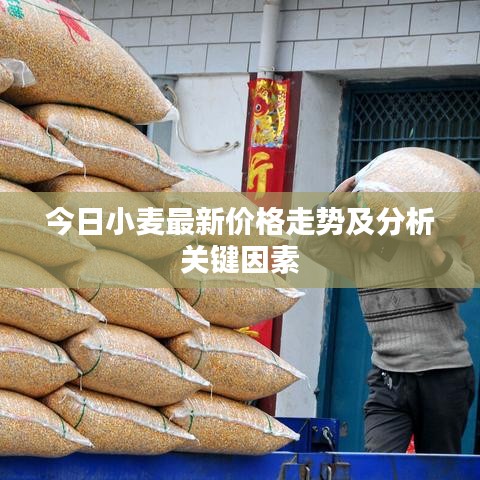 今日小麥最新價格走勢及分析關鍵因素