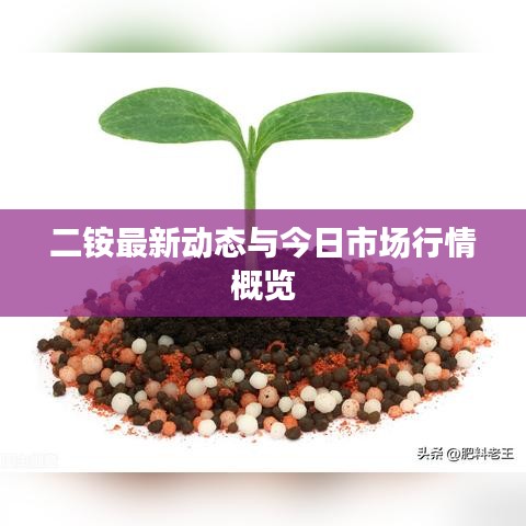 二銨最新動態與今日市場行情概覽