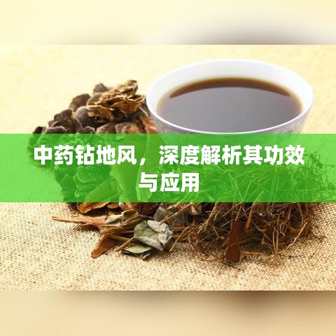中藥鉆地風,深度解析其功效與應用
