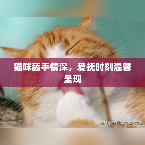 貓咪舔手情深,愛撫時刻溫馨呈現