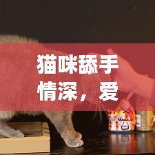 貓咪舔手情深,愛(ài)撫時(shí)刻溫馨呈現(xiàn)