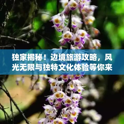 獨(dú)家揭秘!邊境旅游攻略,風(fēng)光無(wú)限與獨(dú)特文化體驗(yàn)等你來(lái)探秘!