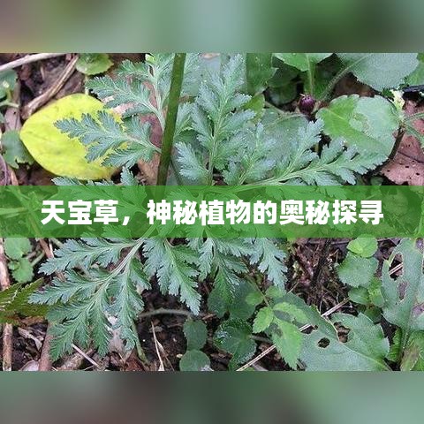 天寶草，神秘植物的奧秘探尋
