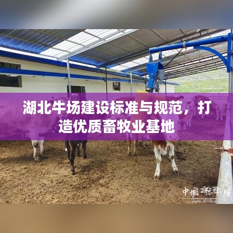 湖北牛場(chǎng)建設(shè)標(biāo)準(zhǔn)與規(guī)范，打造優(yōu)質(zhì)畜牧業(yè)基地