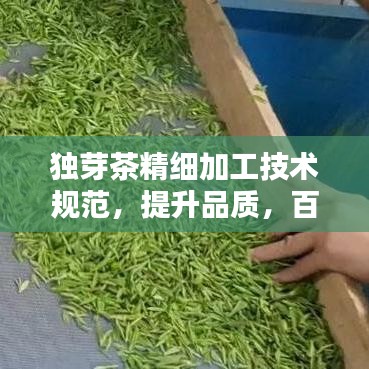 獨芽茶精細加工技術規范,提升品質,百度收錄必備指南
