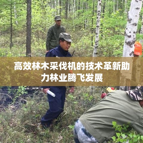 高效林木采伐機的技術革新助力林業騰飛發展