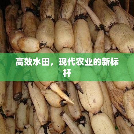 高效水田，現(xiàn)代農(nóng)業(yè)的新標(biāo)桿