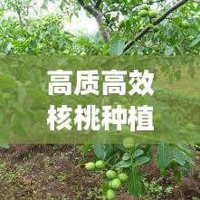 高質高效核桃種植技術揭秘與未來發展展望