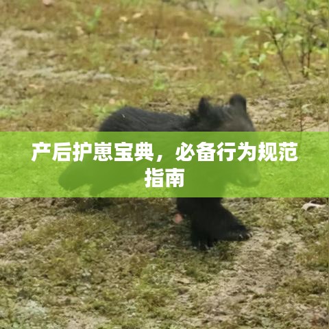 產后護崽寶典,必備行為規范指南