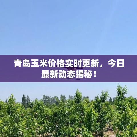 青島玉米價(jià)格實(shí)時(shí)更新，今日最新動(dòng)態(tài)揭秘！