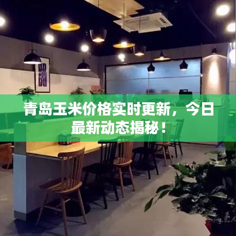 青島玉米價格實時更新,今日最新動態揭秘!