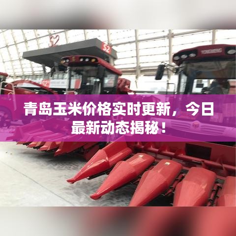 青島玉米價格實時更新,今日最新動態揭秘!